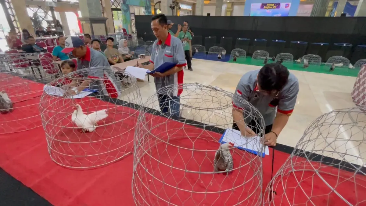 Kontes Ayam Kate Nasional, 100 Ekor Ayam Adu Keindahan
