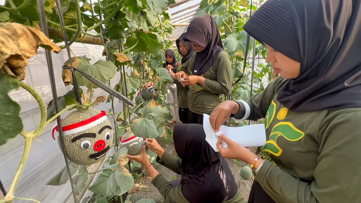 Petani Muda Rejo Farm Hiasi Melon Bertema Kemerdekaan Sambut HUT ke-81 RI