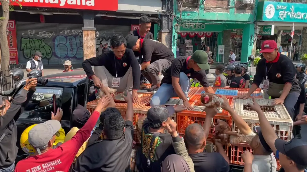 Ribuan Ayam Dibagikan Gratis di Malioboro, Jeritan Peternak di Tengah Melambungnya Harga Pakan